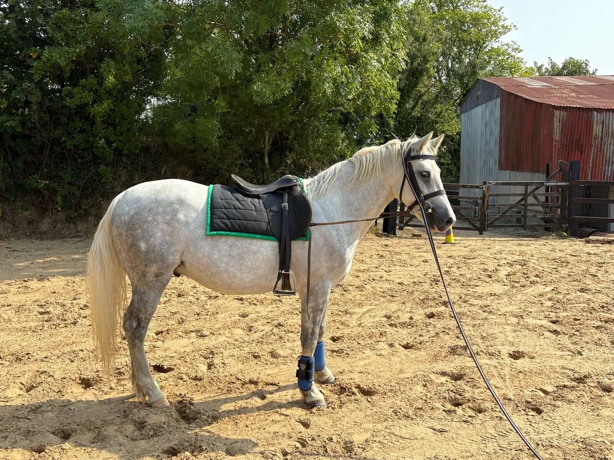 144cm Connermara Pony - Image 2