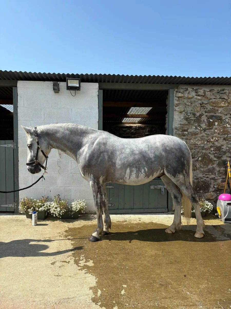 144cm Connermara Pony - Image 1