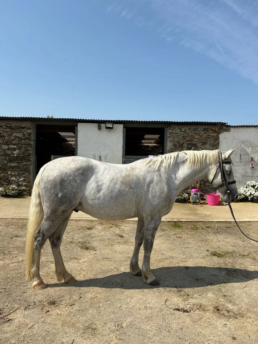 144cm Connermara Pony - Image 3