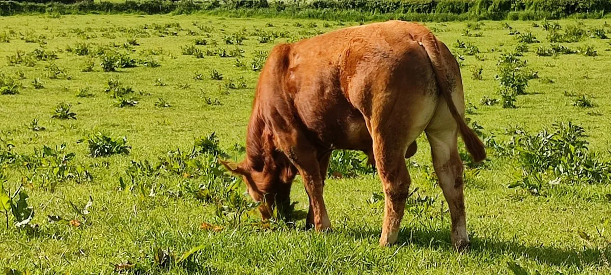 PB LIMOUSINE BULL - Image 2