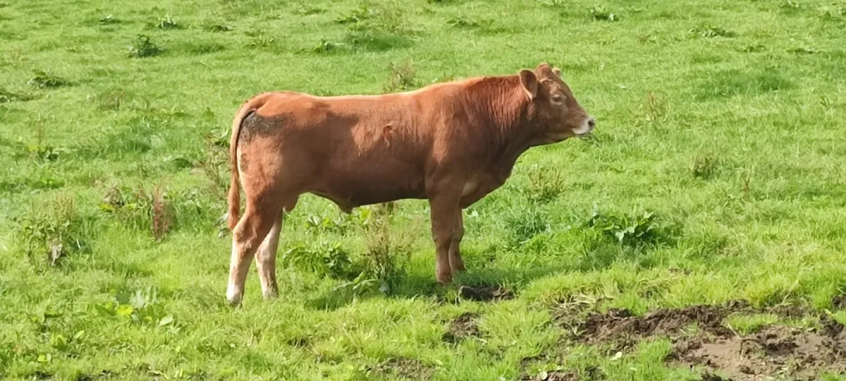 PB LIMOUSINE BULL - Image 1