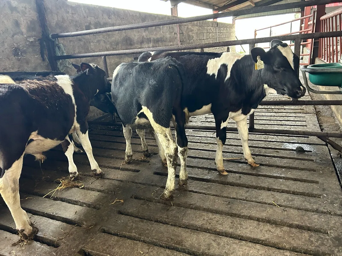 Weanlings - Image 1