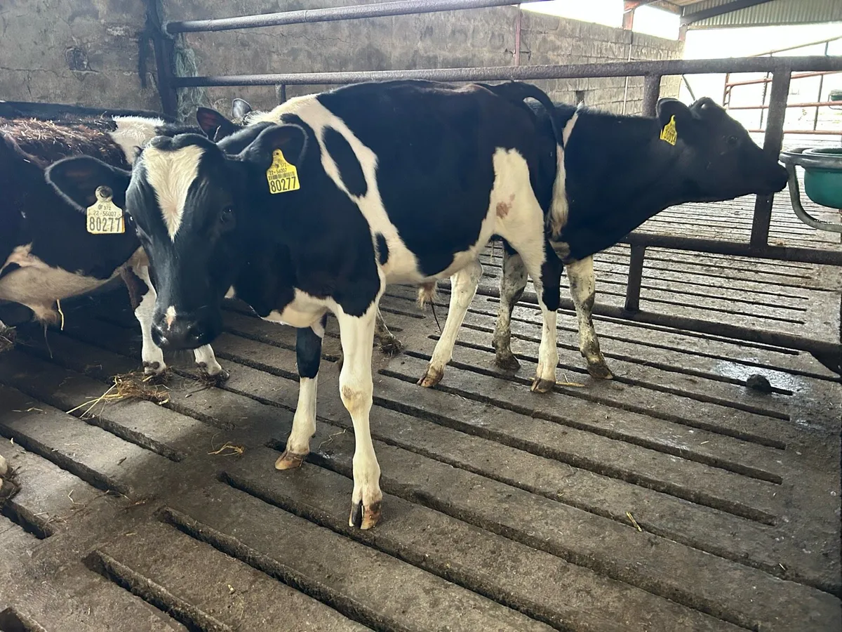 Weanlings - Image 2