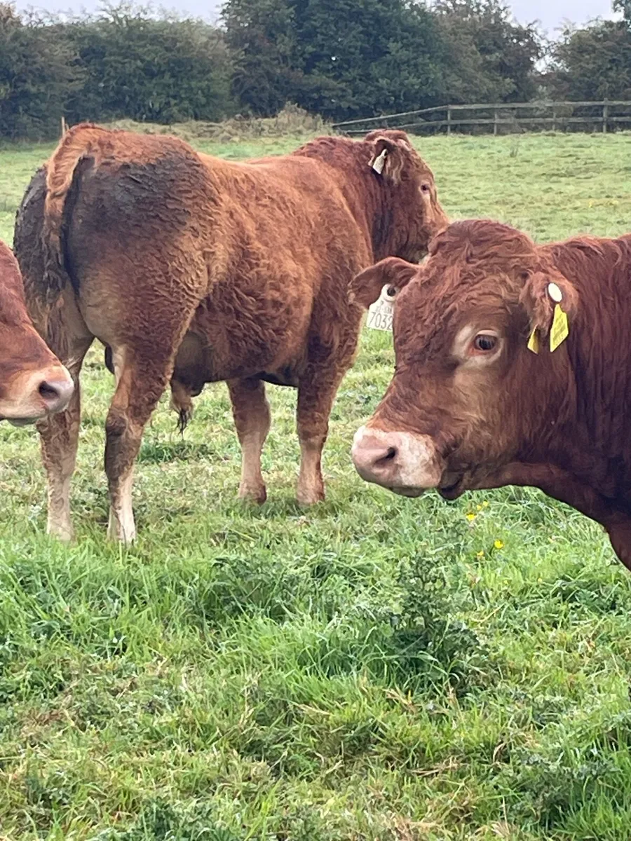 Purebred limousine Bulls - Image 2