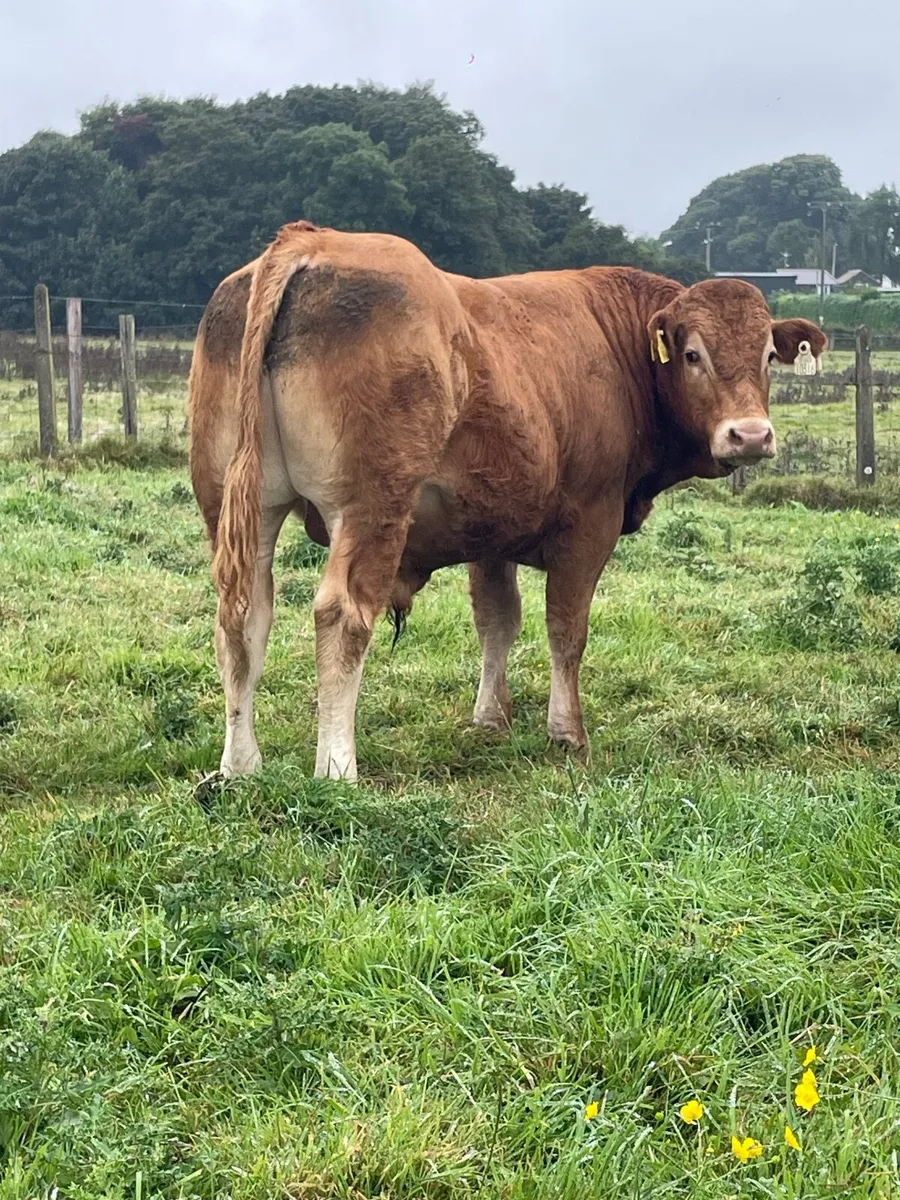 Purebred limousine Bulls - Image 3