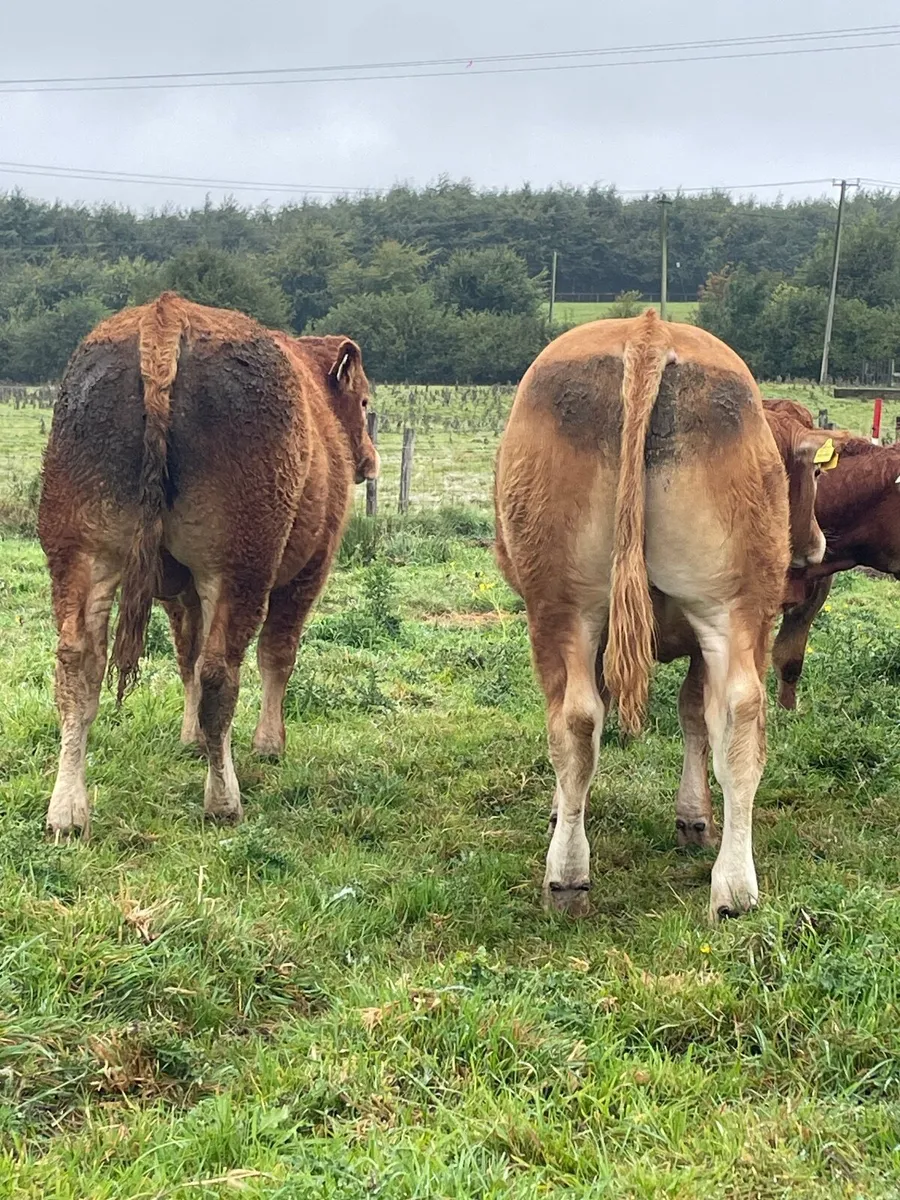 Purebred limousine Bulls - Image 4