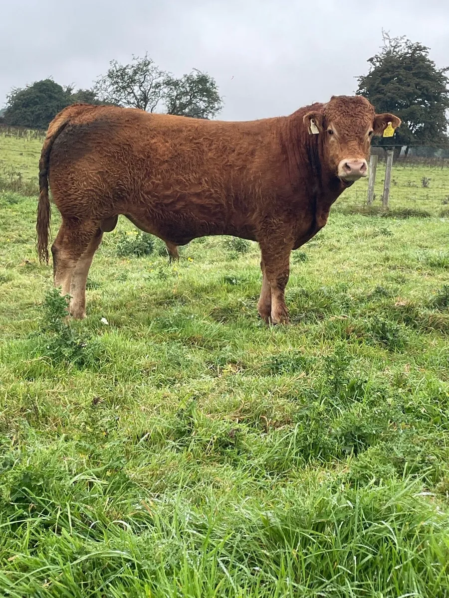 Purebred limousine Bulls - Image 1