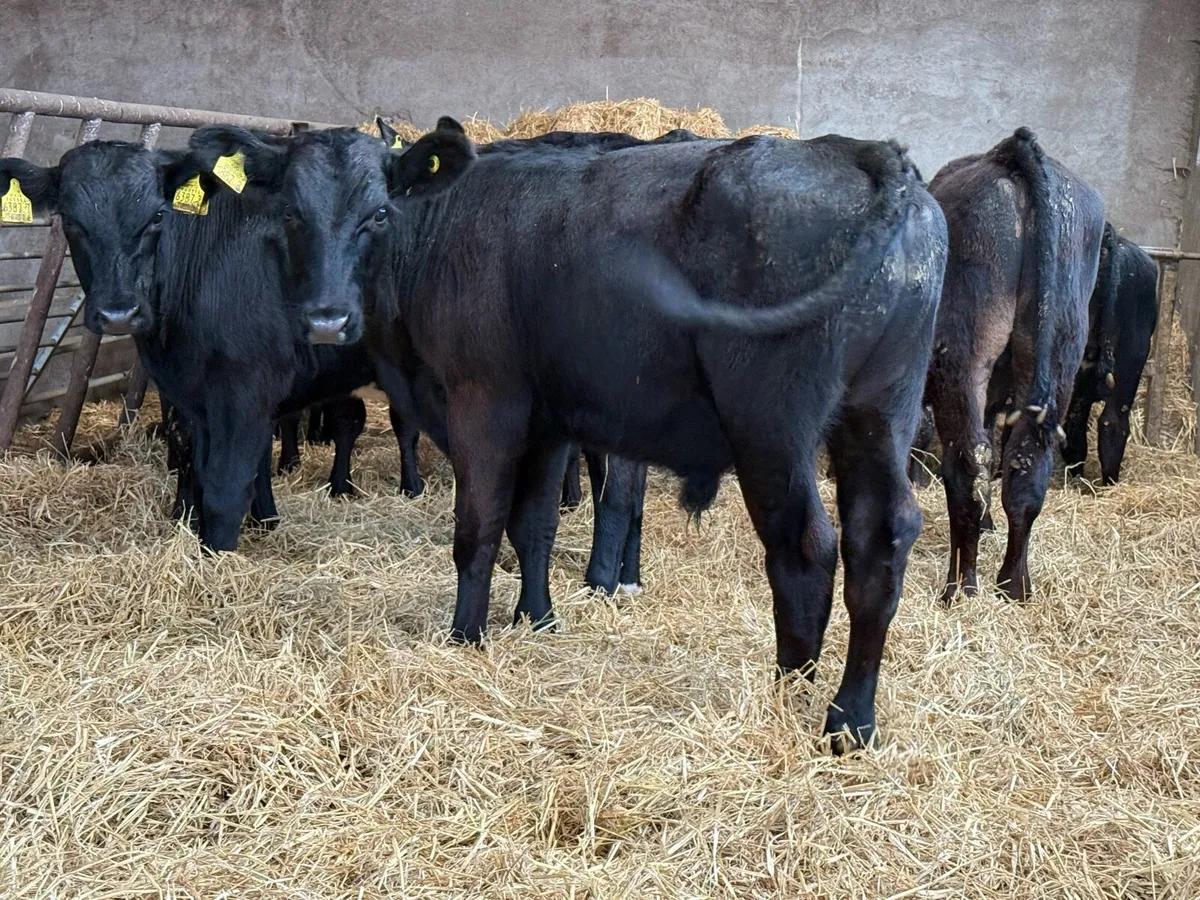 12 Aberdeen Angus 5 Month Old Bulls - Image 1