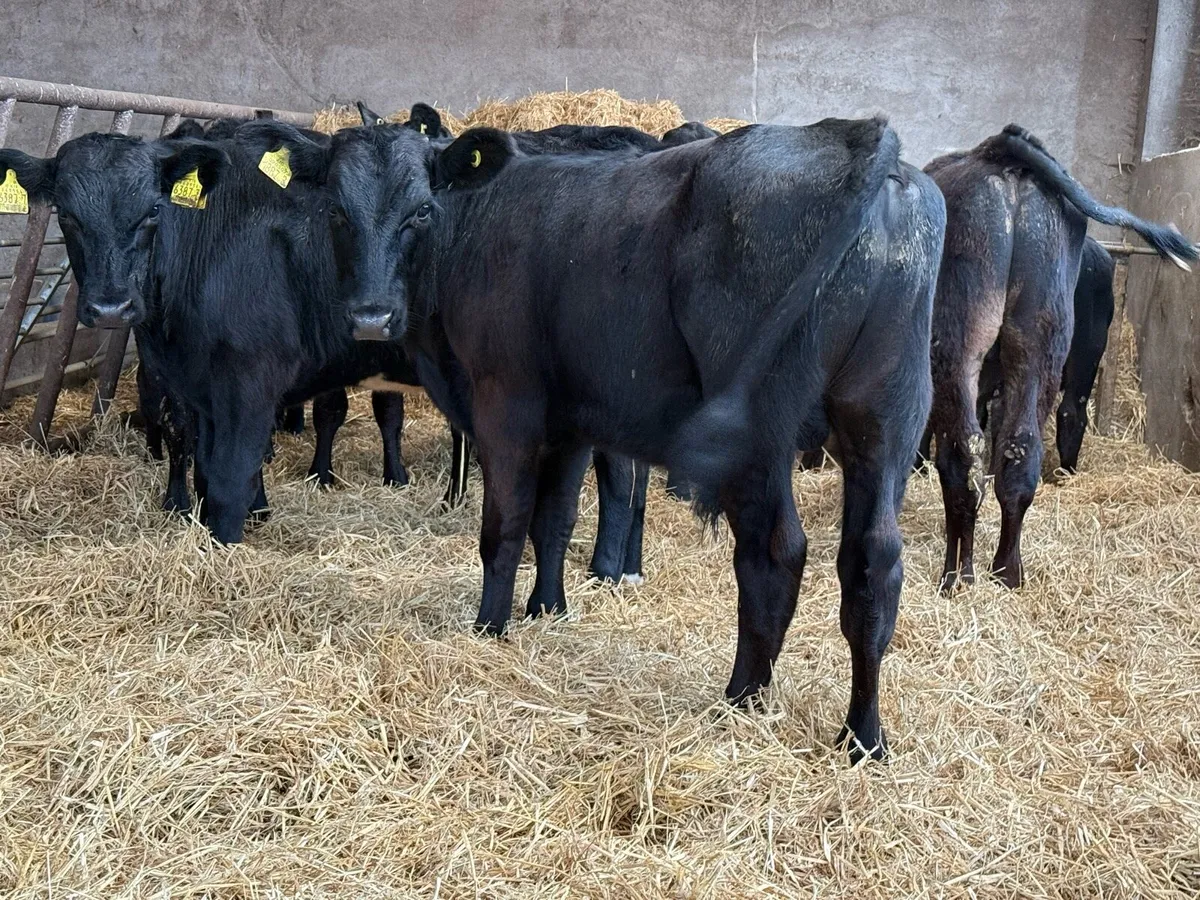 12 Aberdeen Angus 5 Month Old Bulls - Image 2