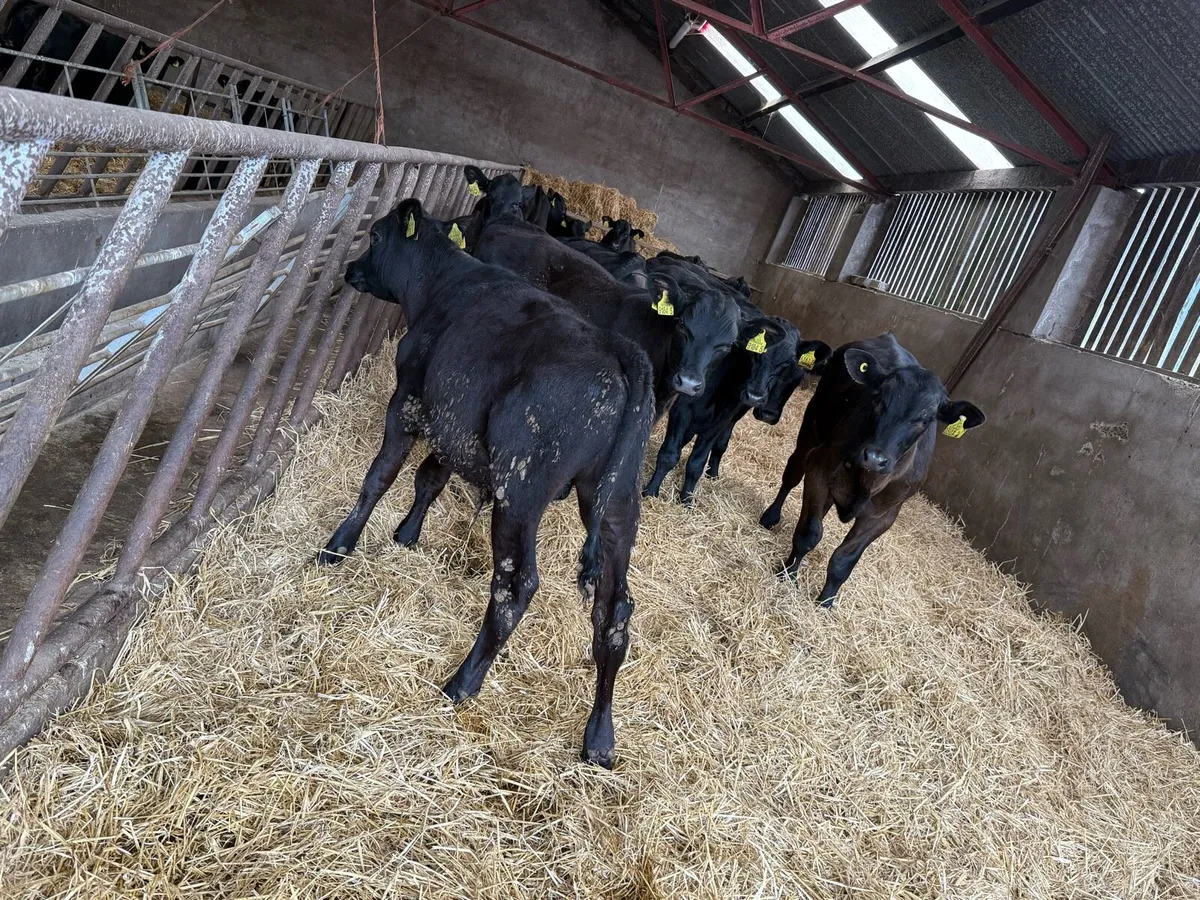 12 Aberdeen Angus 5 Month Old Bulls - Image 3