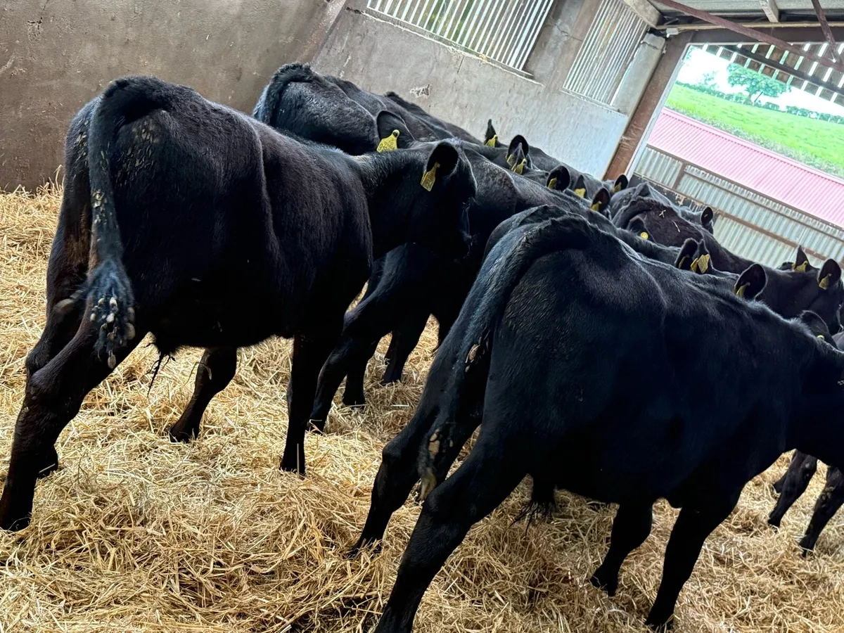 12 Aberdeen Angus 5 Month Old Bulls - Image 4