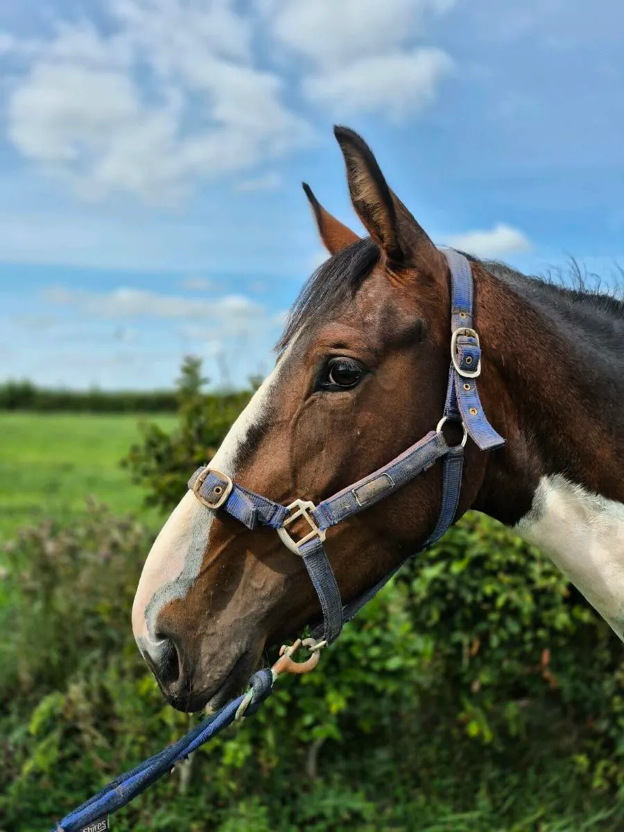 15.1hh 3yr - Image 2