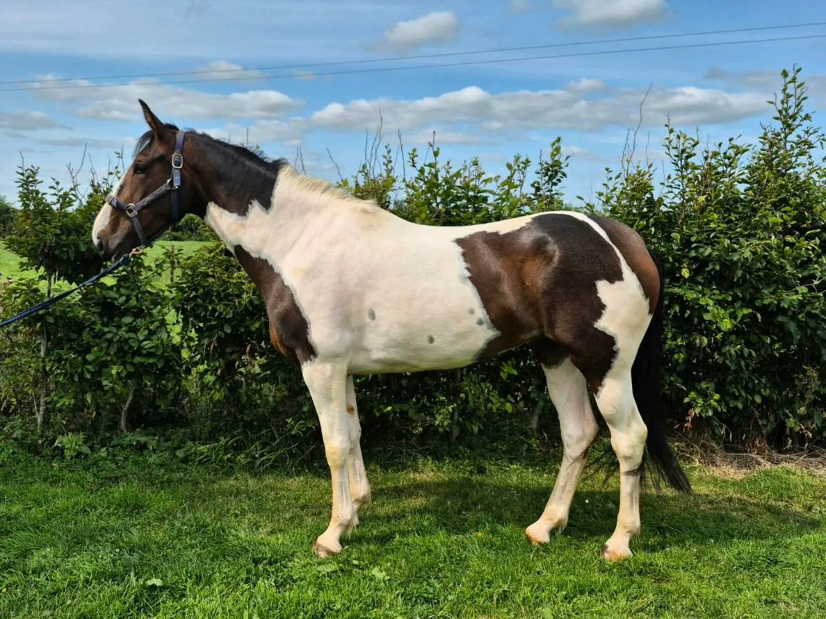 15.1hh 3yr - Image 1