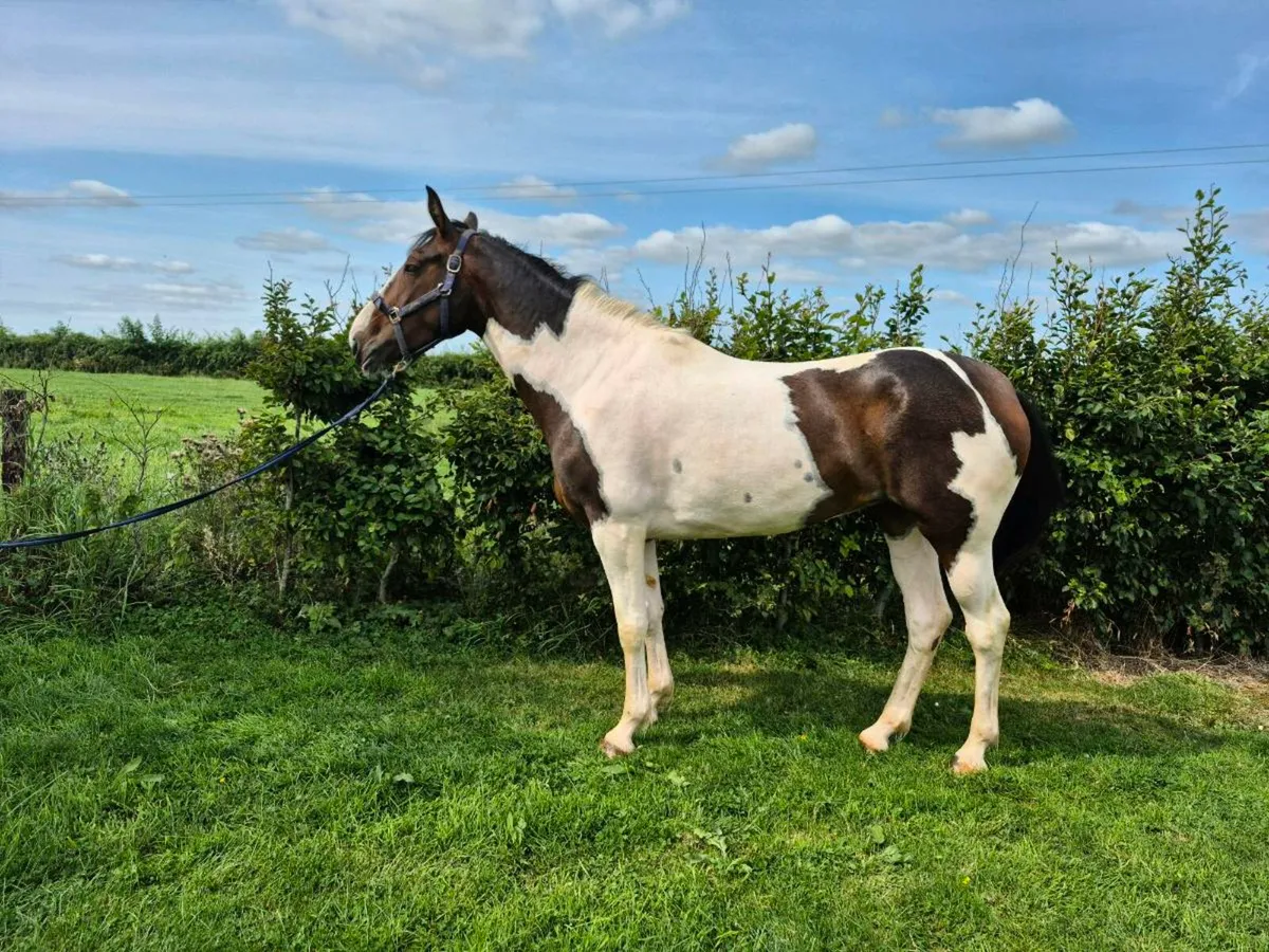 15.1hh 3yr - Image 3