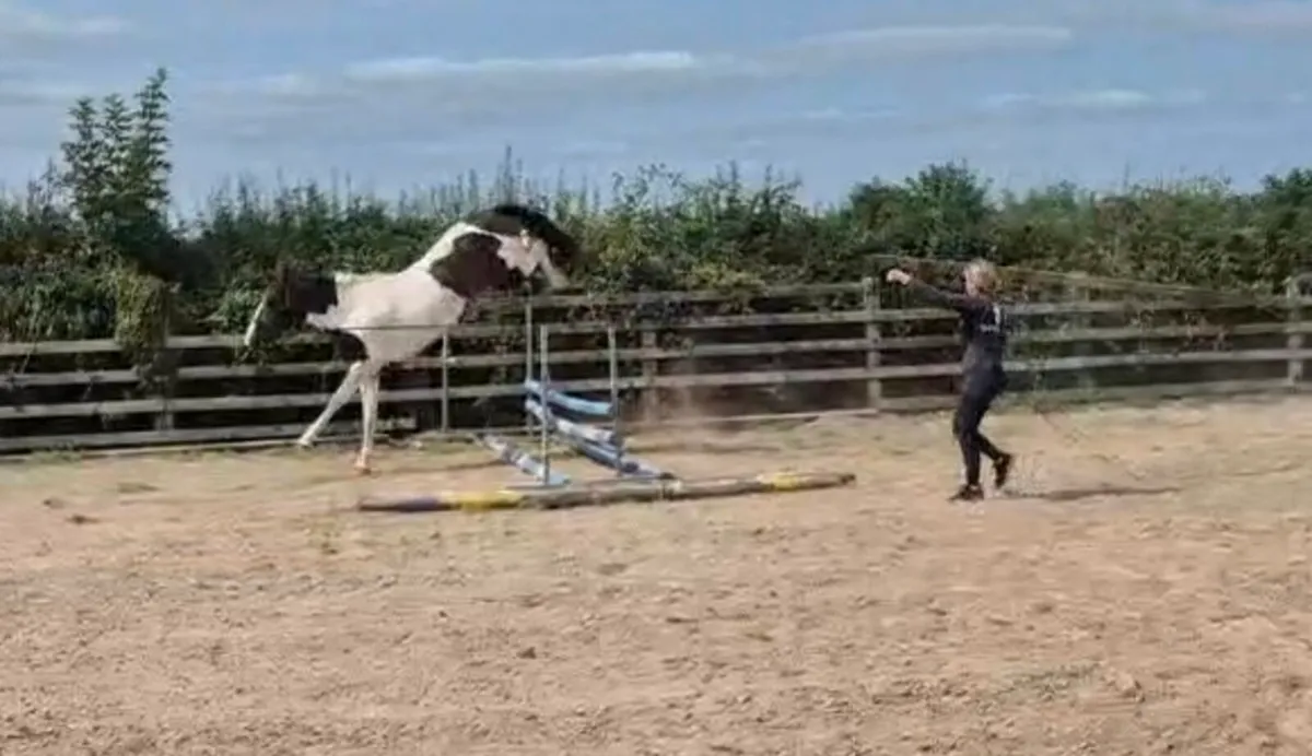 15.1hh 3yr - Image 4