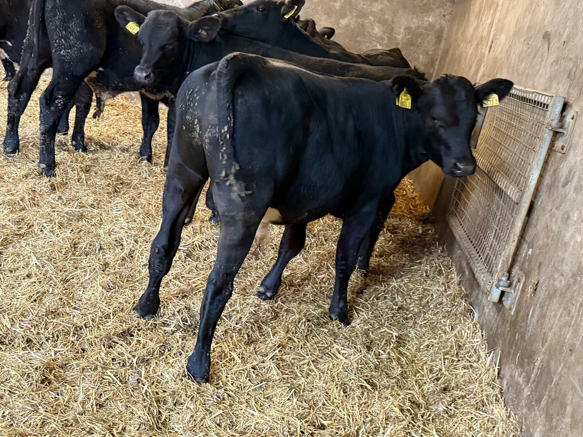 Aberdeen Angus Weanlings - Image 1