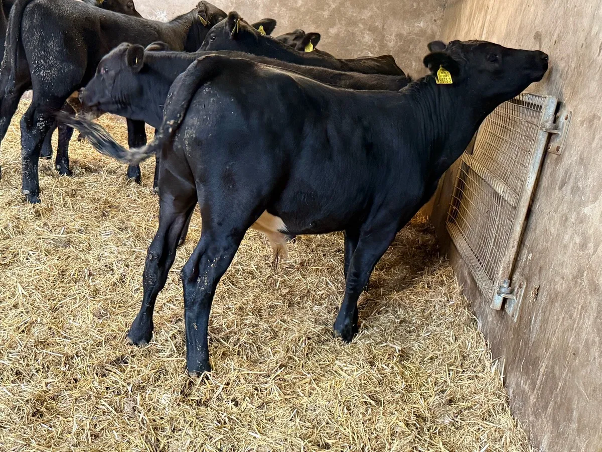 Aberdeen Angus Weanlings - Image 2