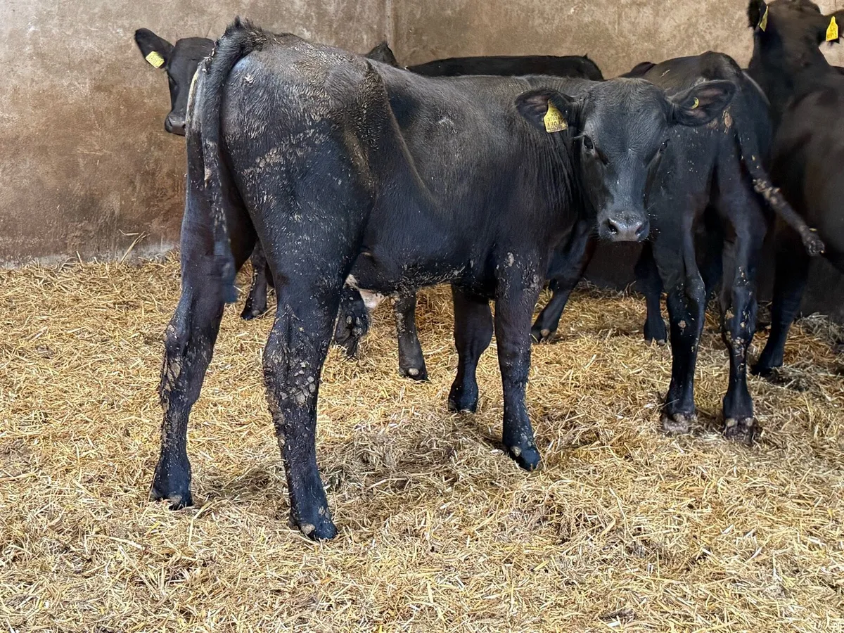 Aberdeen Angus Weanlings - Image 3
