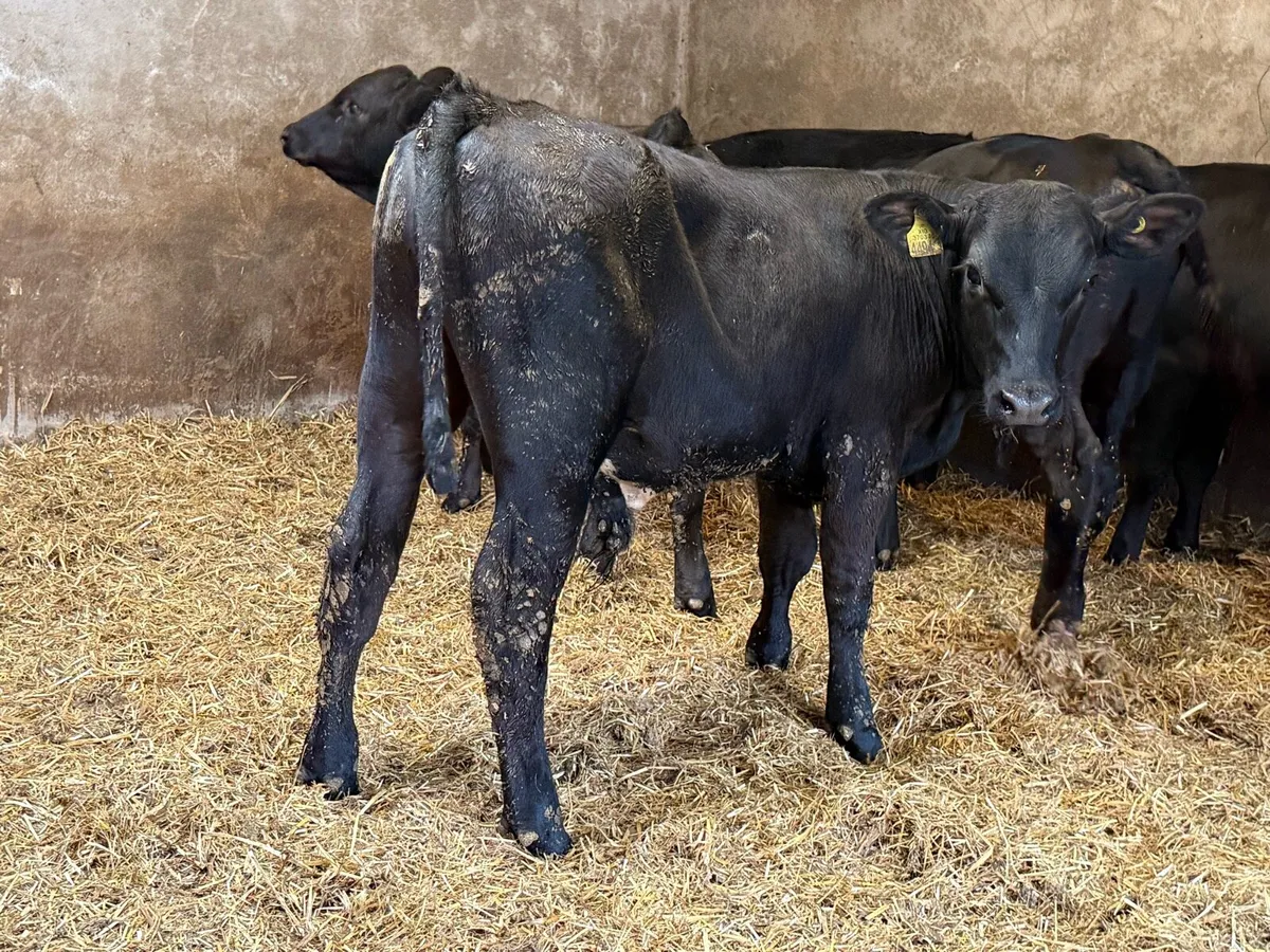 Aberdeen Angus Weanlings - Image 4