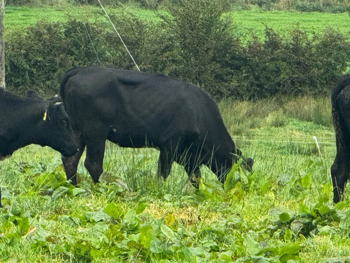 Sweet Aubrac Heifers - Image 1