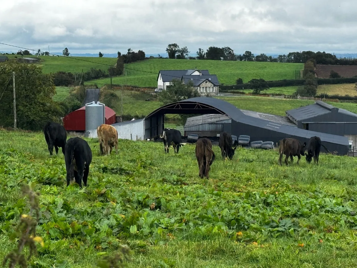 Sweet Aubrac Heifers - Image 3