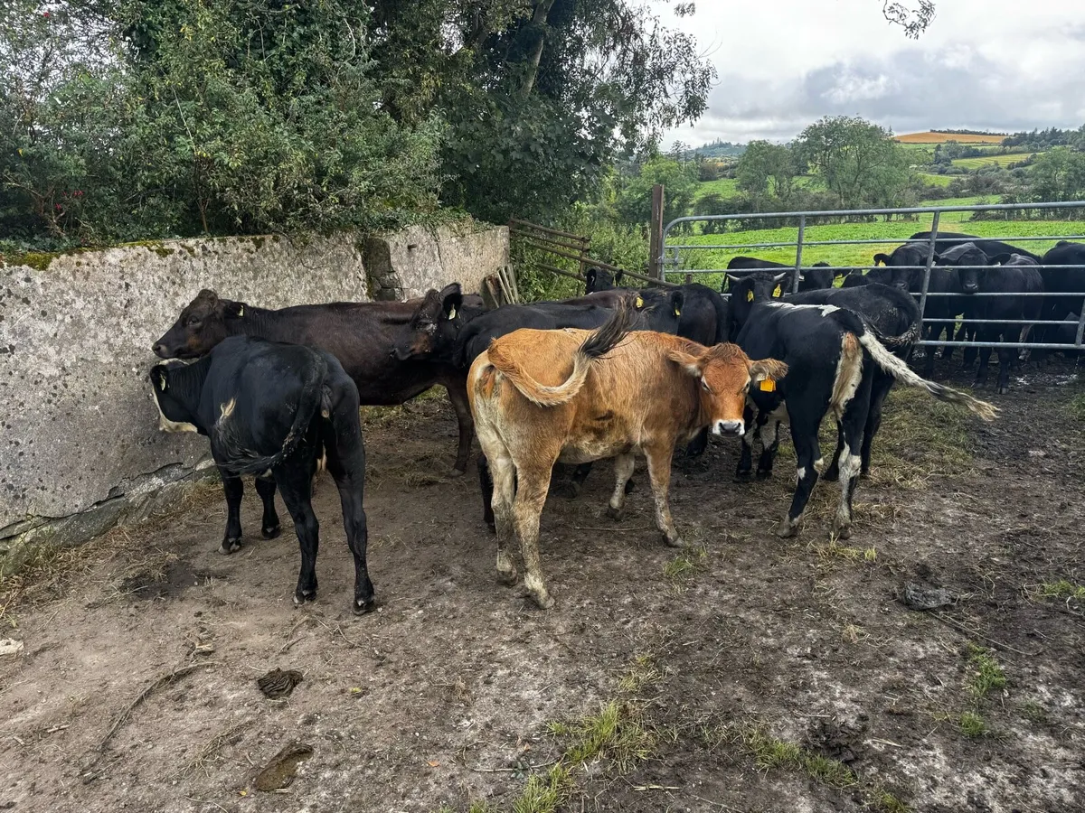 Sweet Aubrac Heifers - Image 4