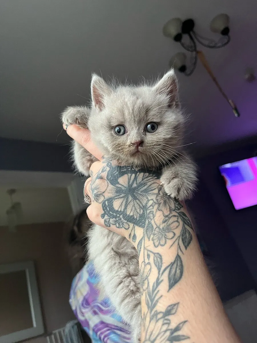 Lilac British shorthair - Image 1