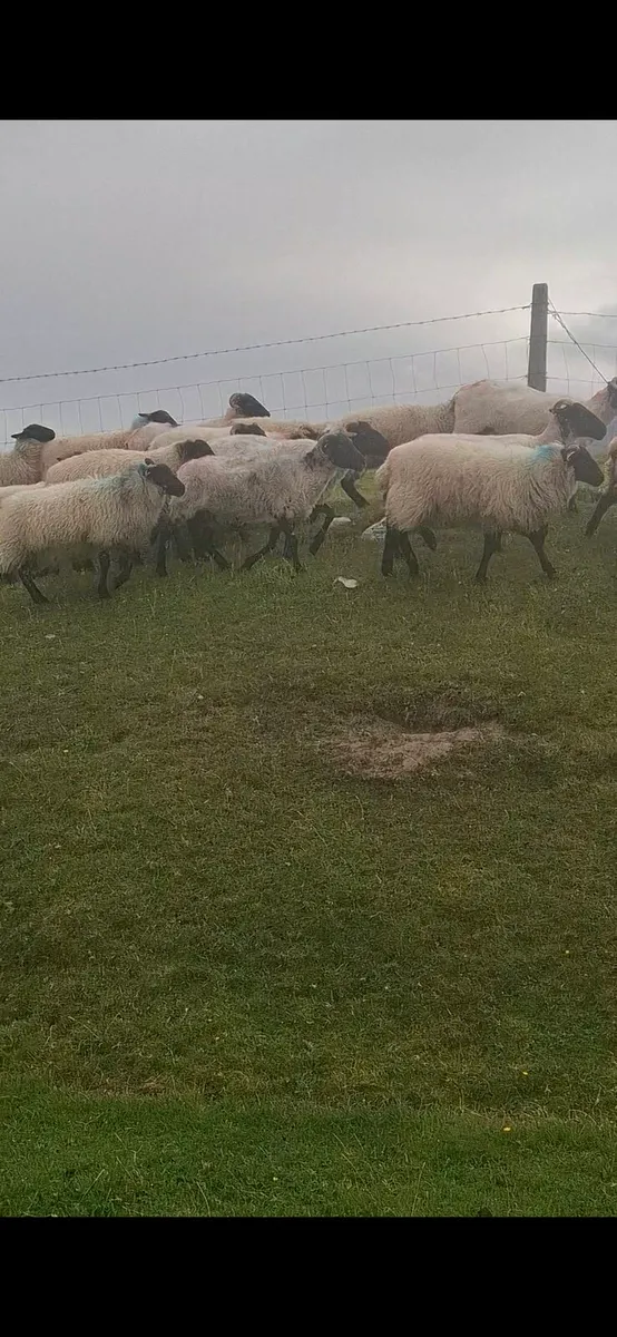 Sheep - Image 2