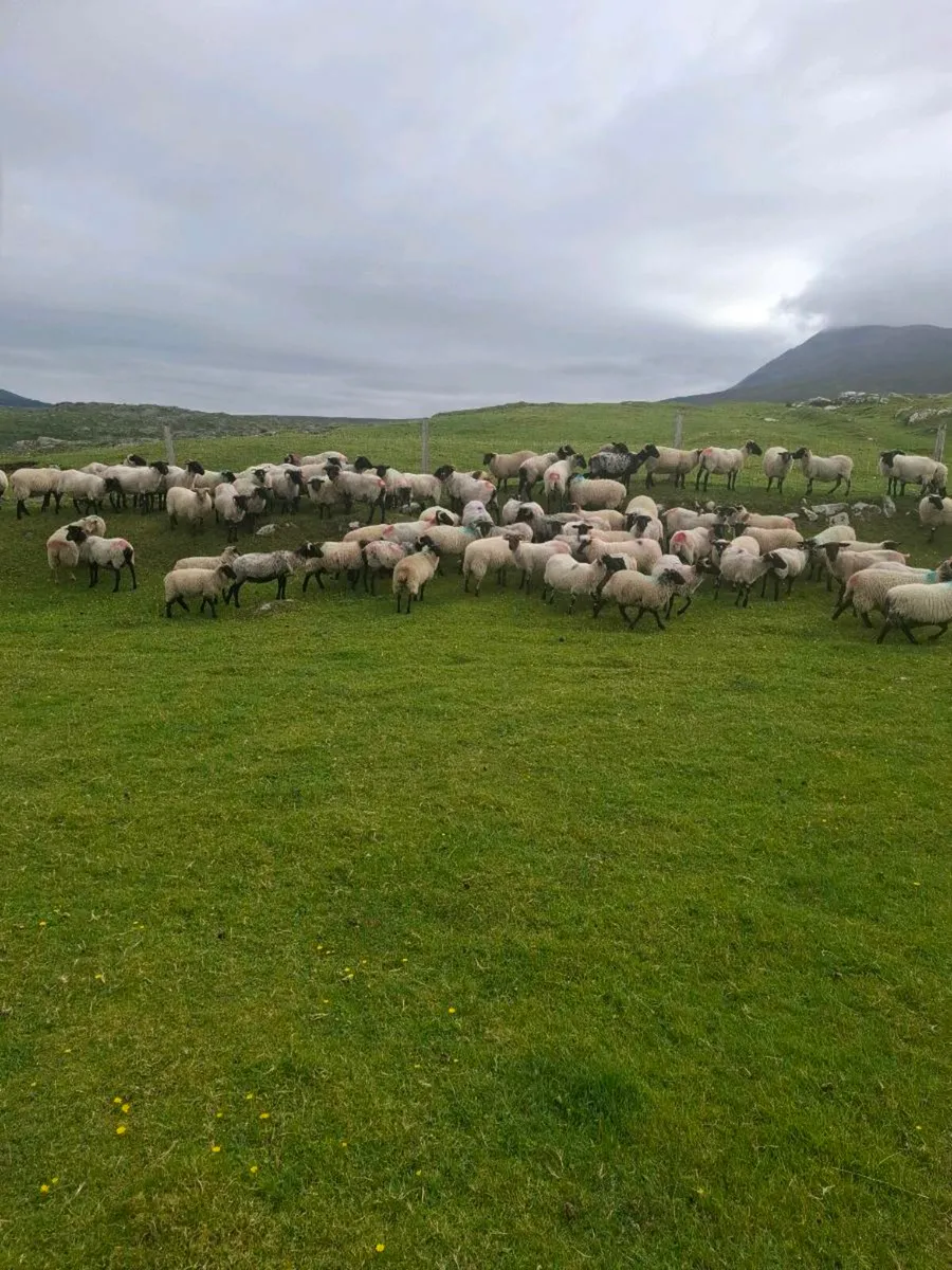 Sheep - Image 1