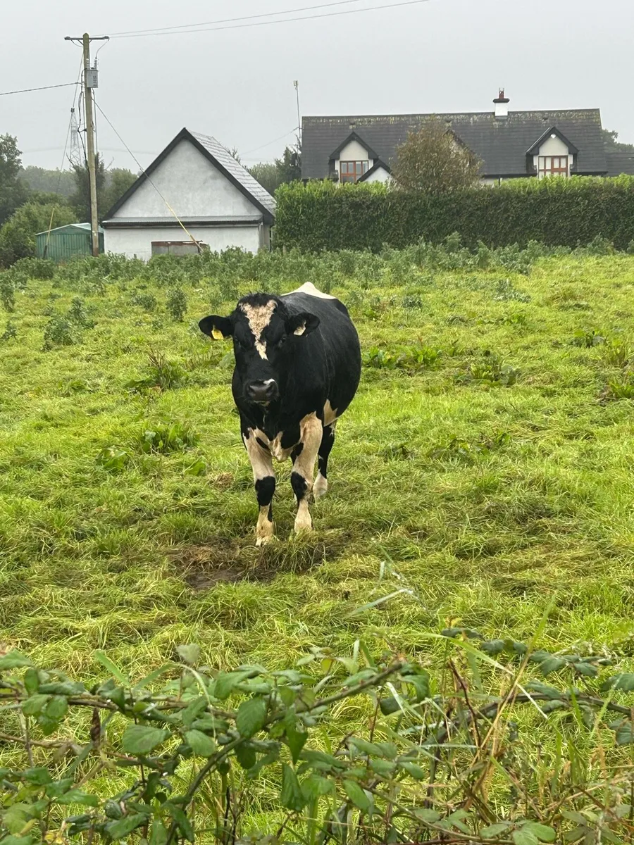 Fr bull - Image 2