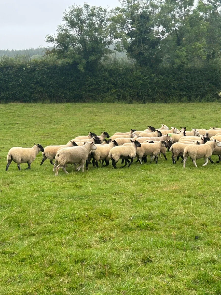 60 Hoggets and 2 Rams - Image 2