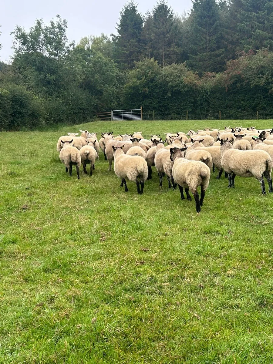 60 Hoggets and 2 Rams - Image 3