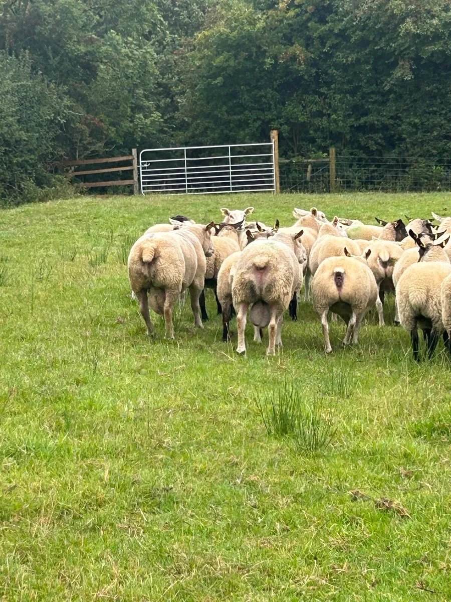 60 Hoggets and 2 Rams - Image 4