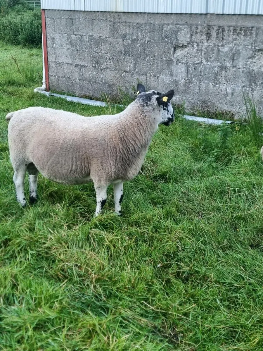 Milford Ram - Image 1