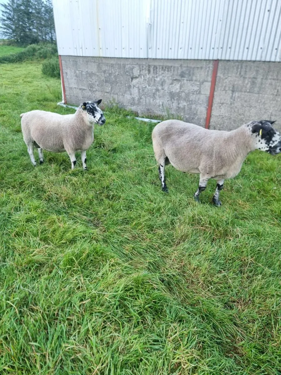 Milford Ram - Image 2