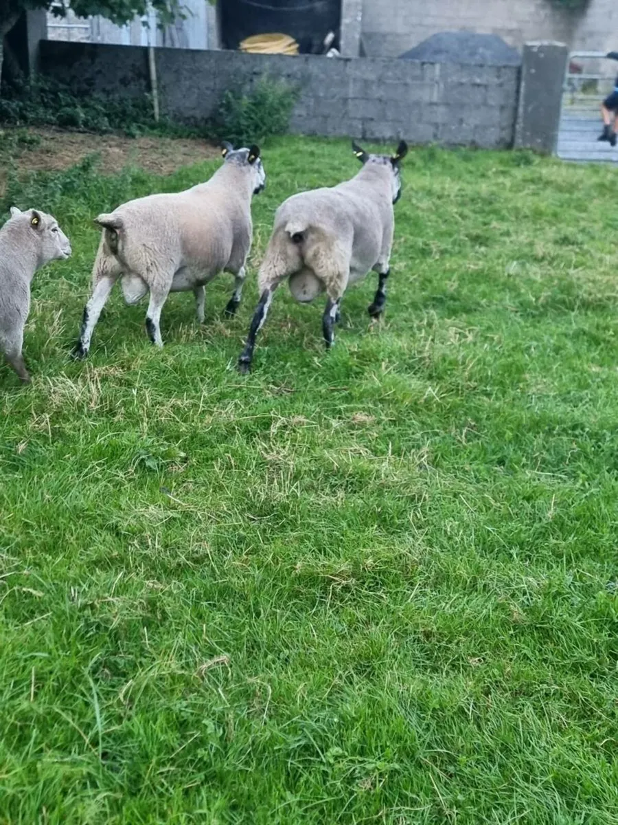 Milford Ram - Image 3