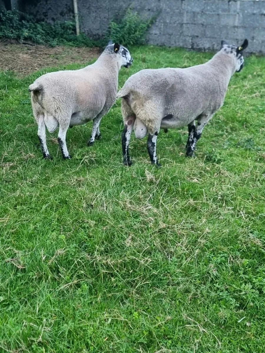 Milford Ram - Image 4