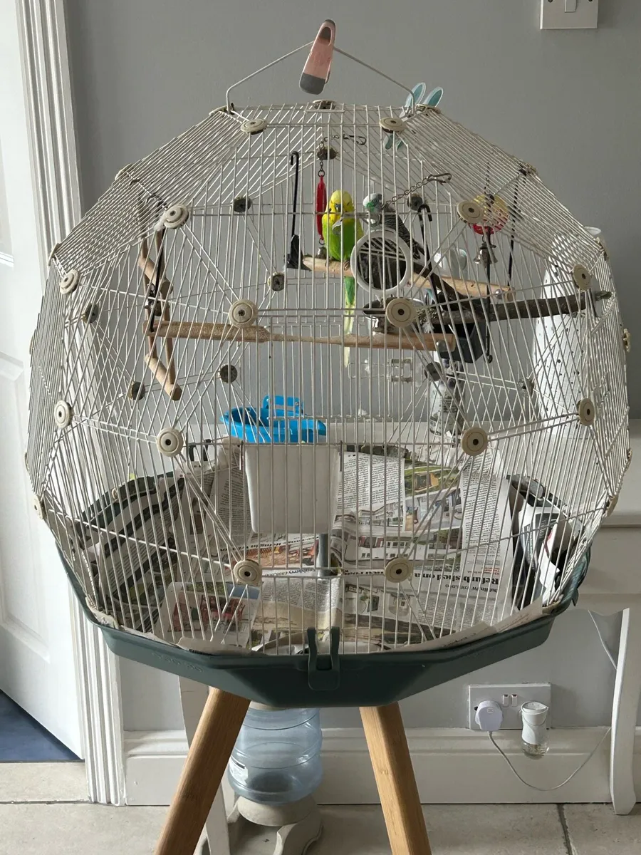 Budgies and Cage - Image 1