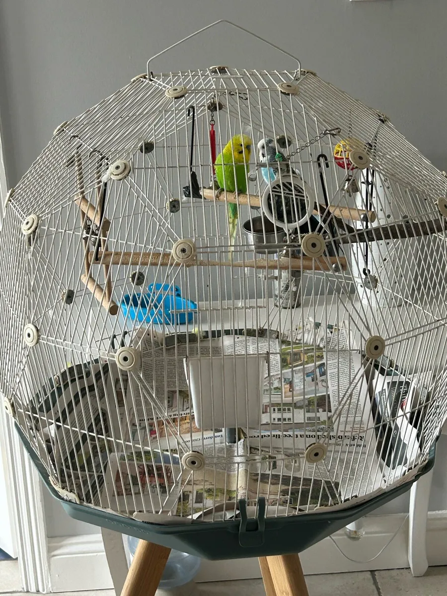Budgies and Cage - Image 2