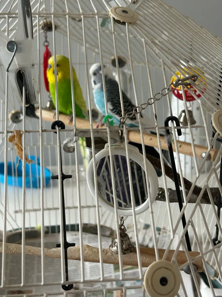 Budgies and Cage - Image 3