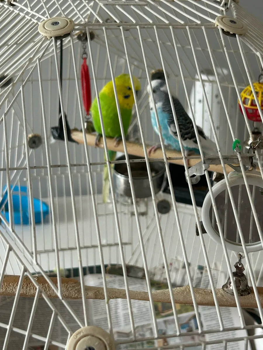 Budgies and Cage - Image 4