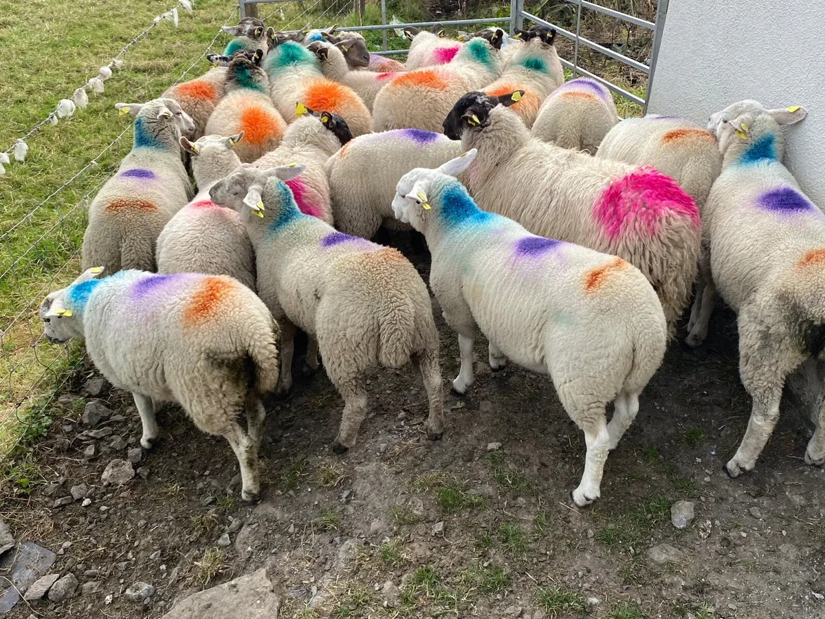 21 Super Ewe Lambs - Image 1