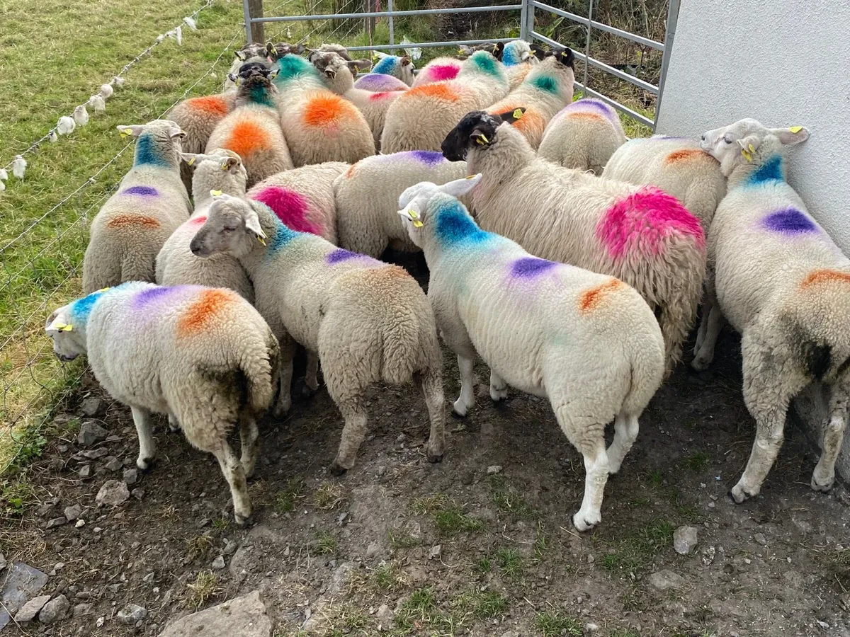 21 Super Ewe Lambs - Image 2