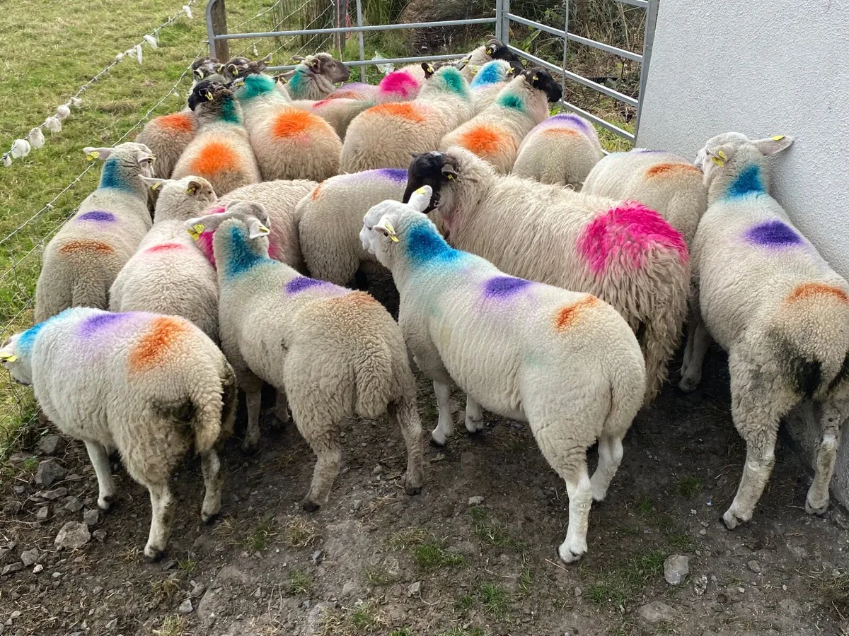 21 Super Ewe Lambs - Image 3