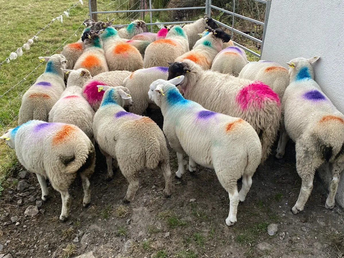 21 Super Ewe Lambs - Image 4