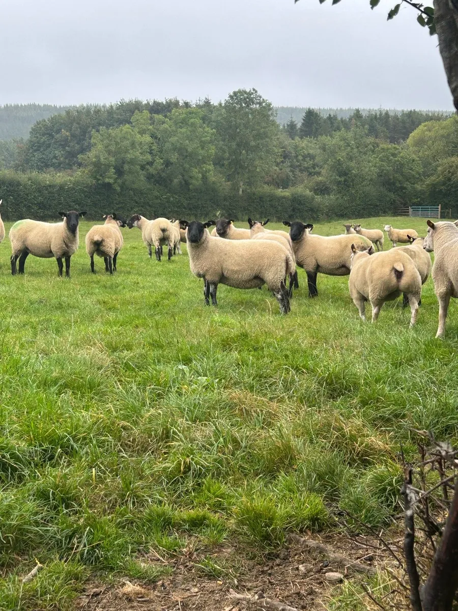 60 Hoggets and 2 Rams - Image 1