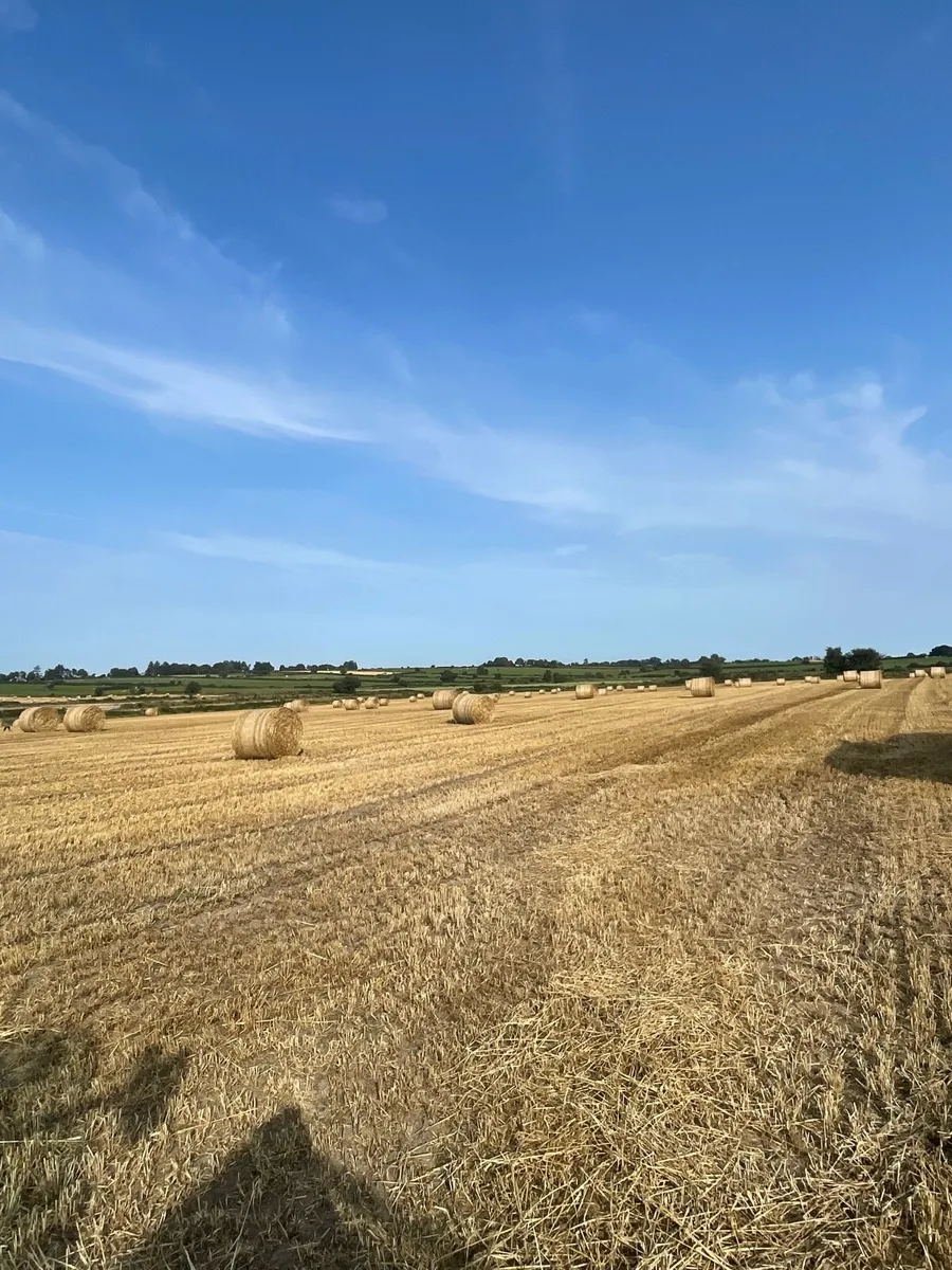Feeding straw with grass with saved - Image 1