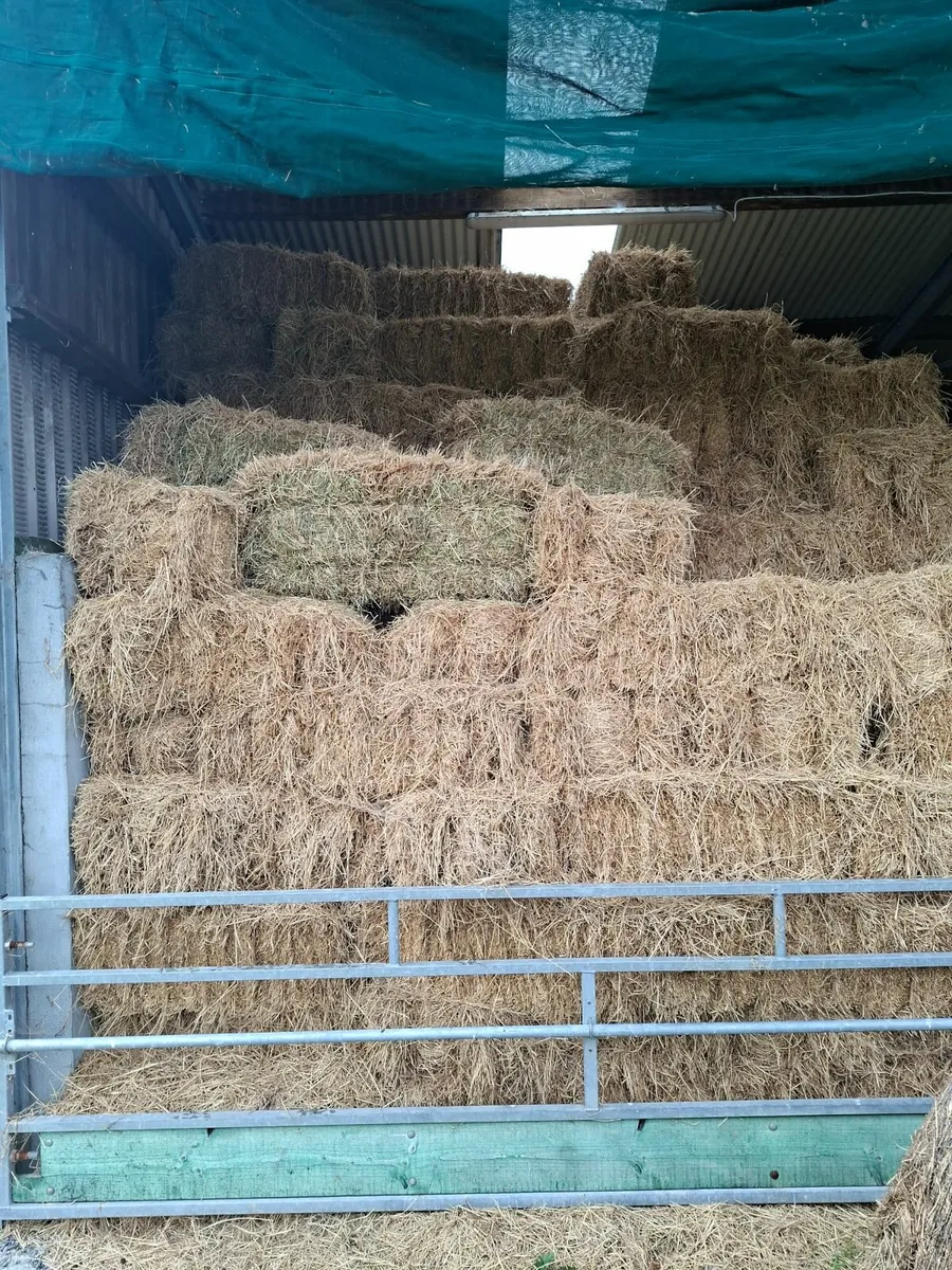 Hay - Image 2