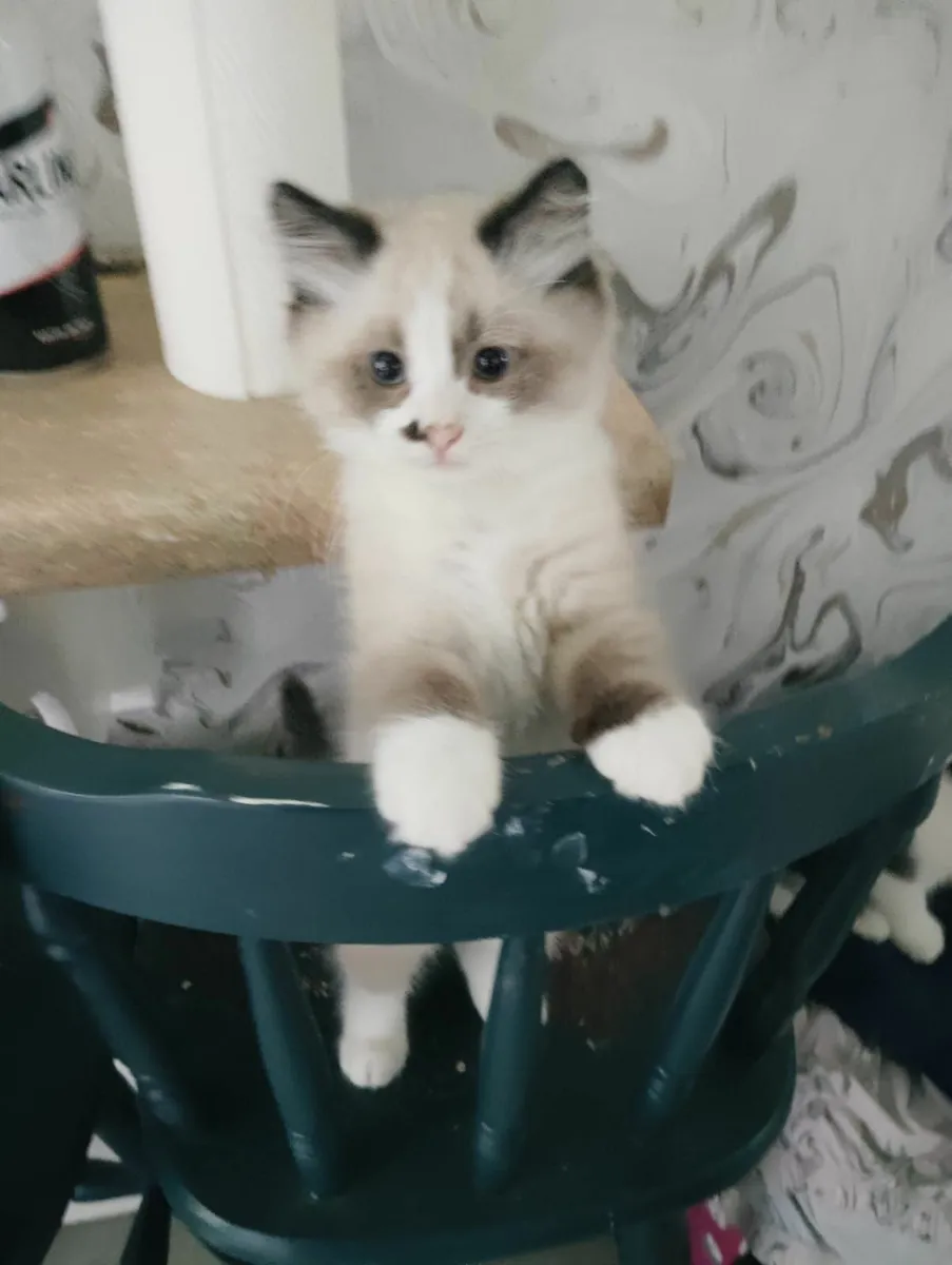 British short hair one colour point  kitten - Image 1