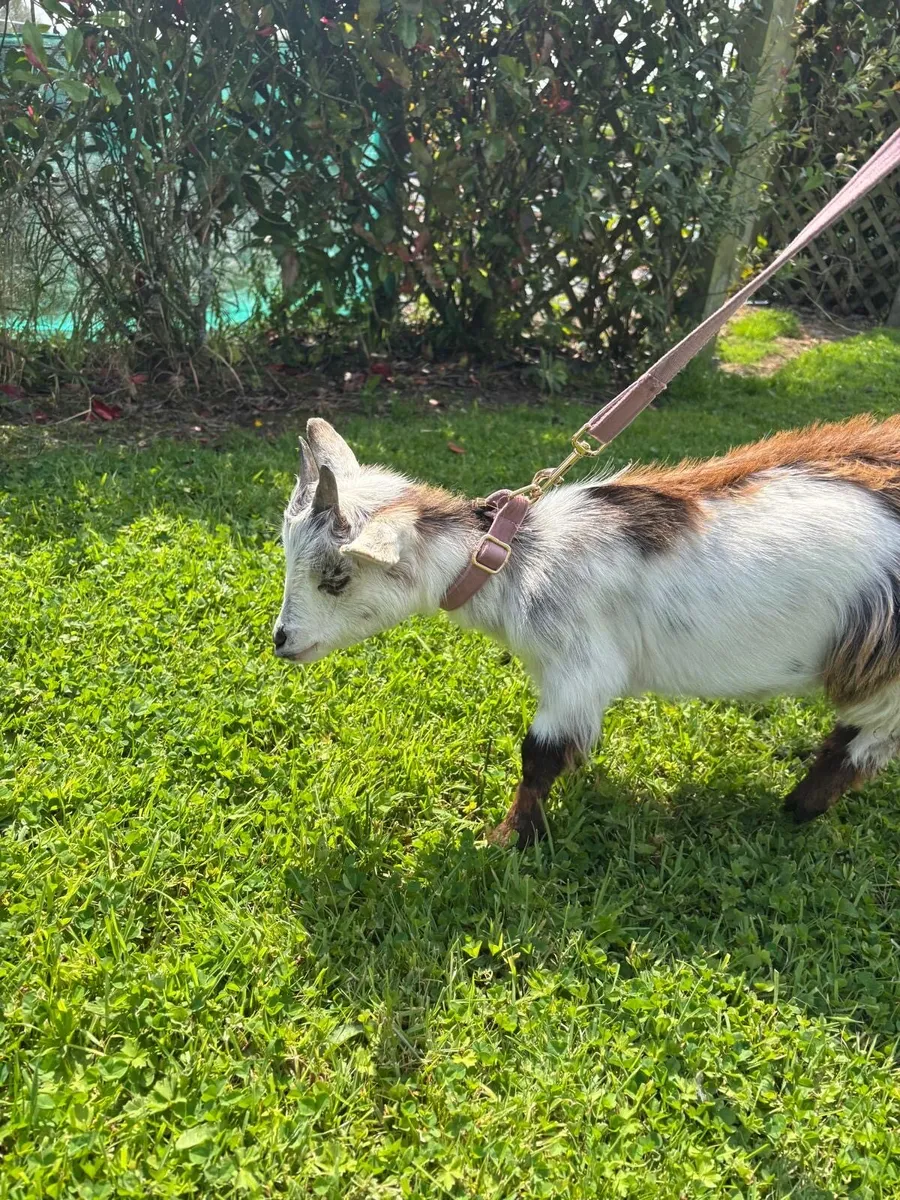 Pygmy kid goats - Image 2